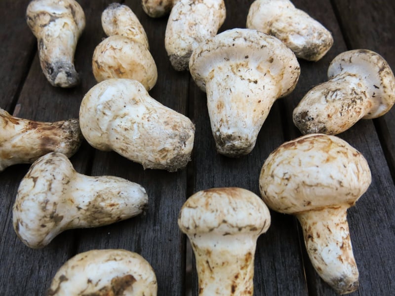 Matsutake mushroom soup recipe