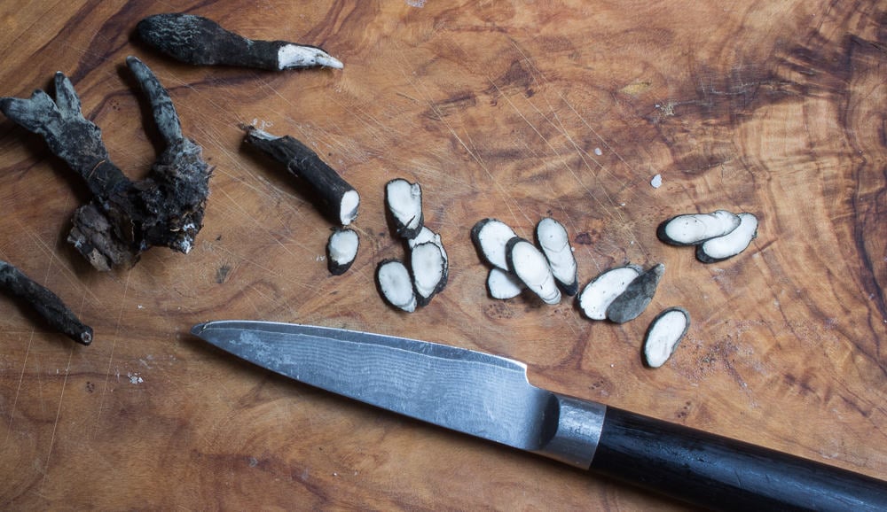 dead man's fingers, xylaria polymorpha 