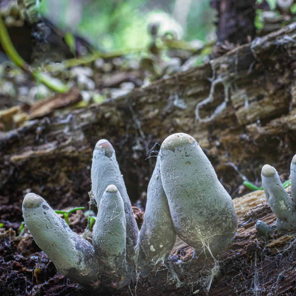 dead man's fingers, Xylaria polymorpha