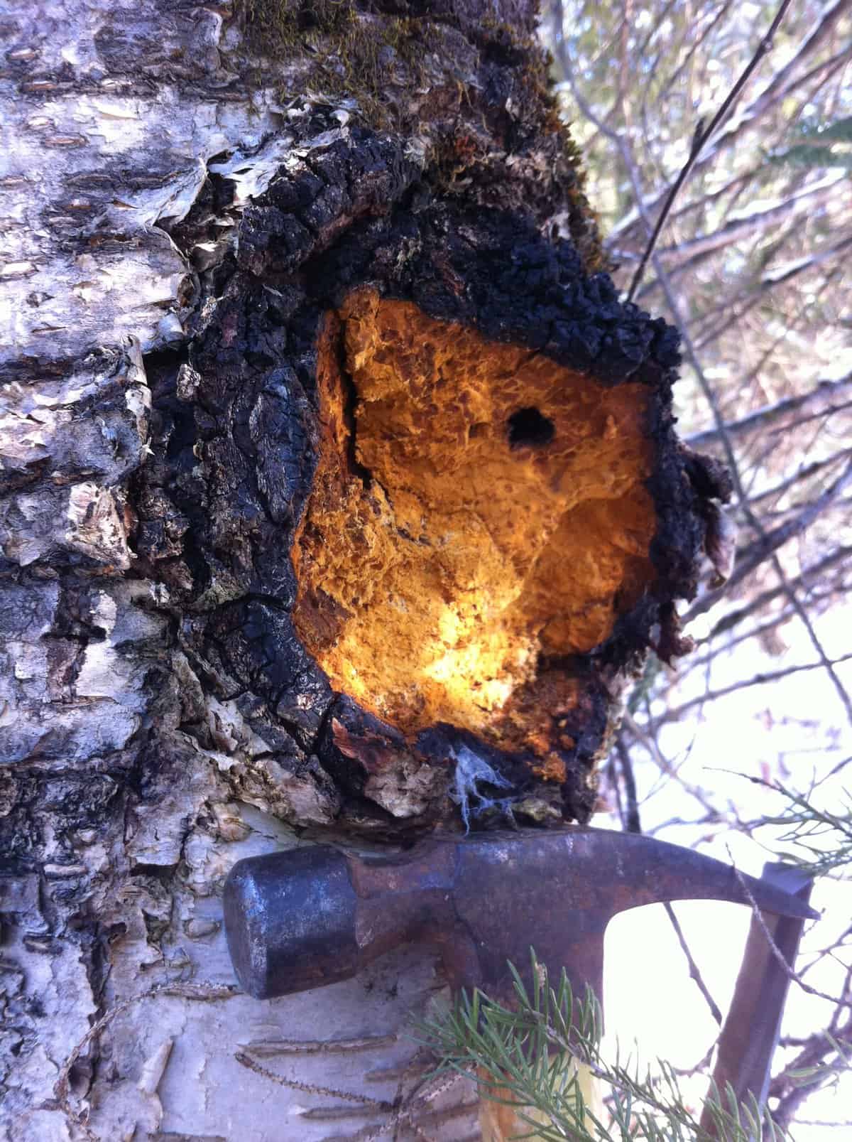 chaga mushroom