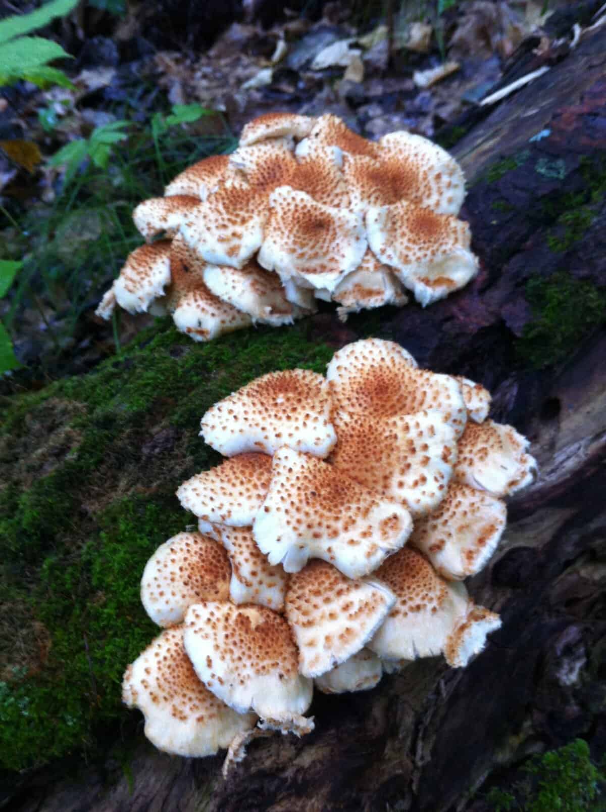 Pholiota mushrooms