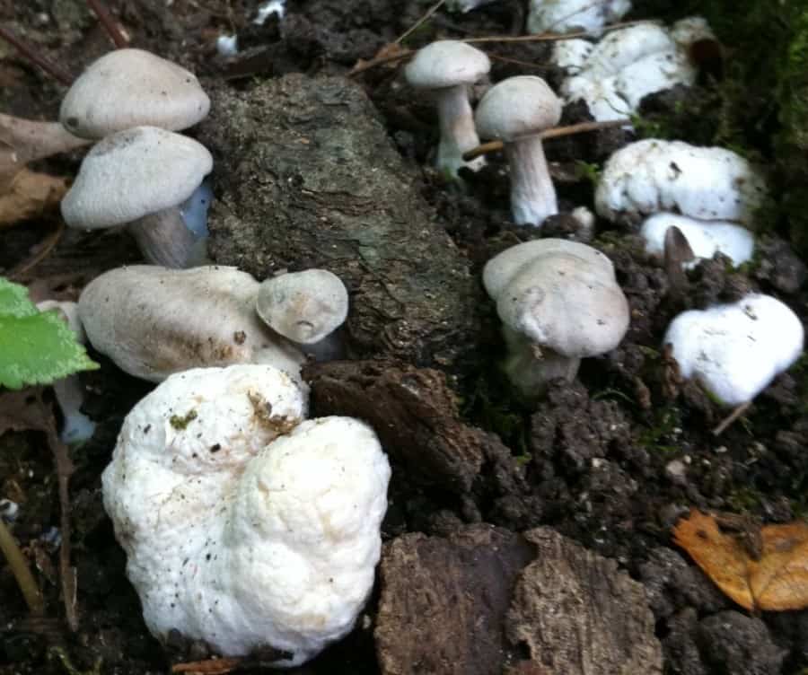 Aborted Entoloma mushrooms.