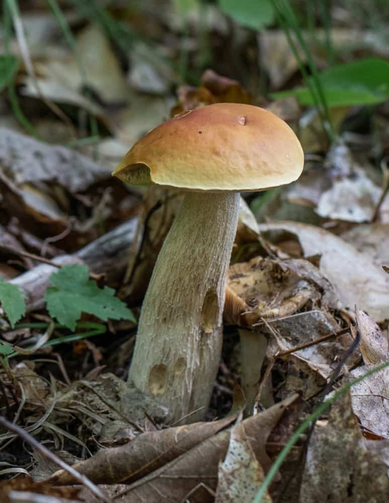 Boletus chippeweansis the Chippewa bolete