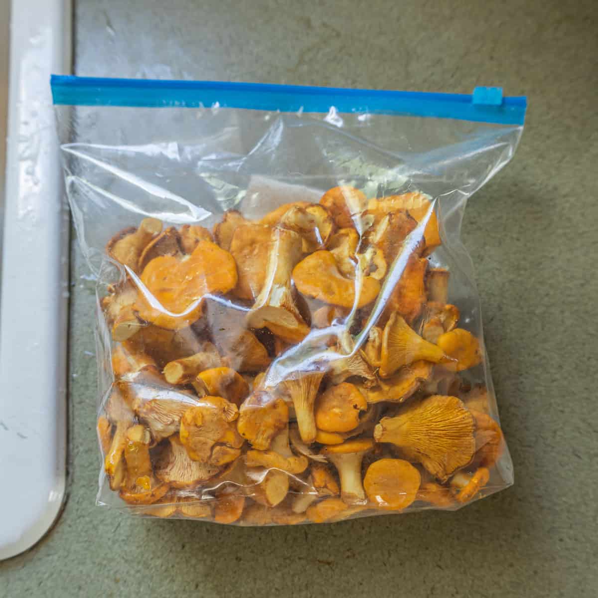 Cleaning chanterelles 3 Chanterelle Mushrooms