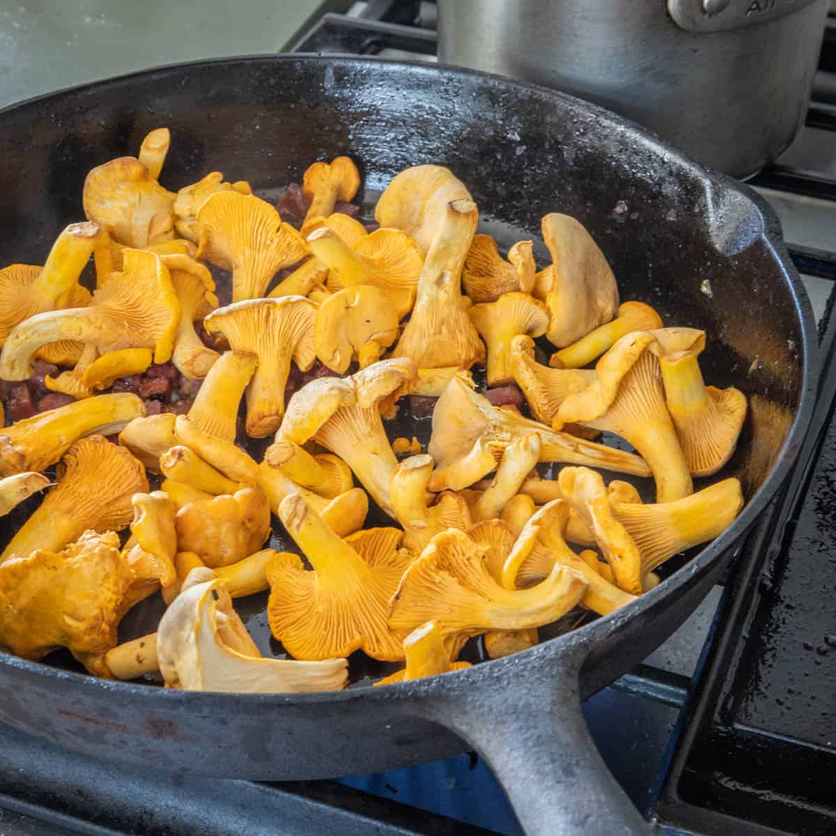 Golden Chanterelle Mushrooms