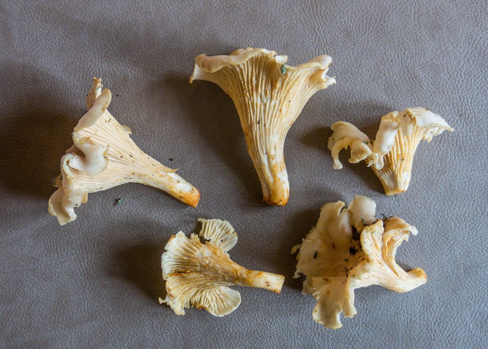 White Chanterelle Mushrooms France