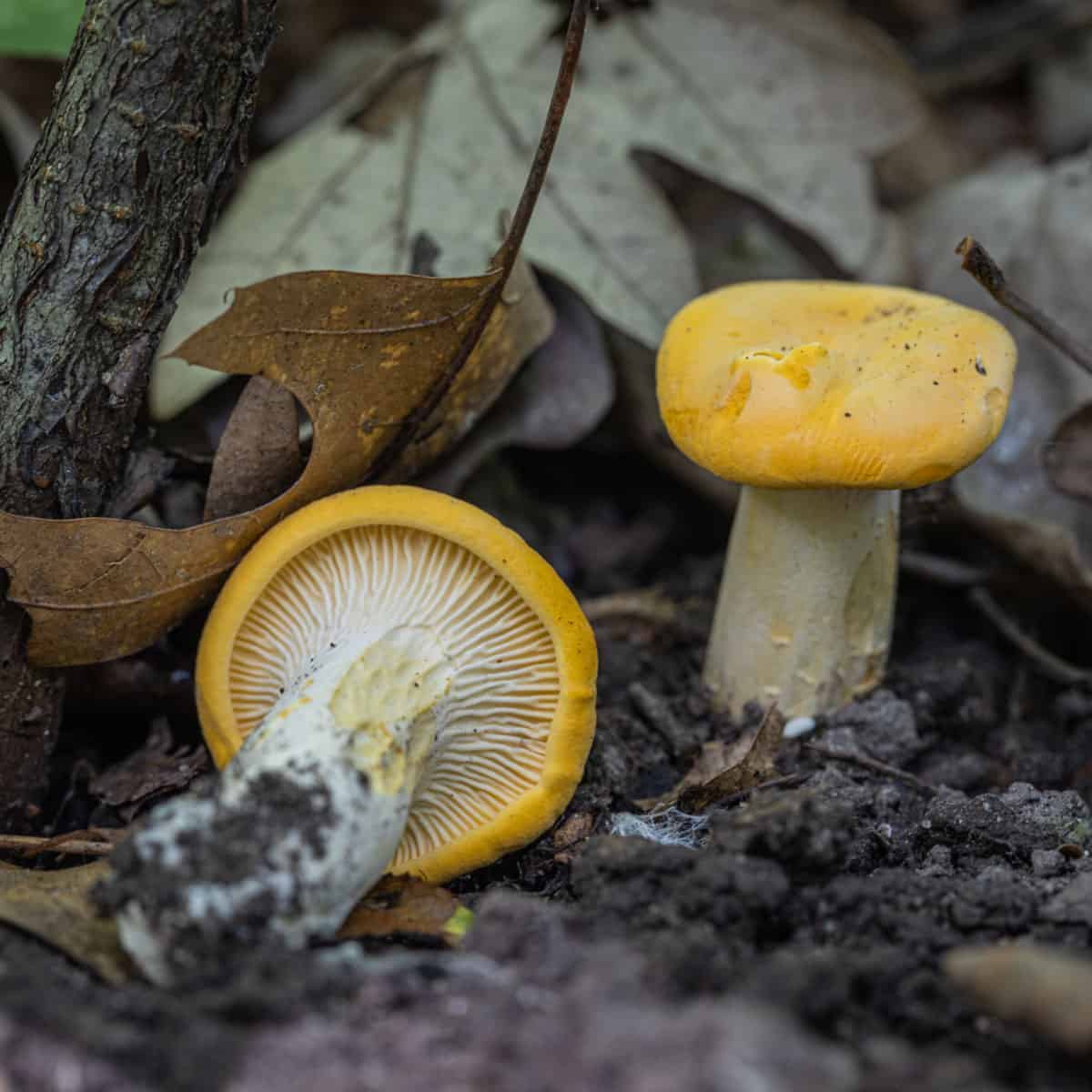 Golden Chanterelle Mushrooms