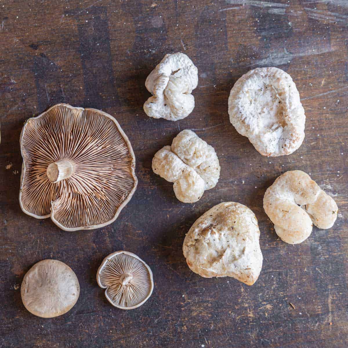 mushrooms with gills next to round white aborted forms 