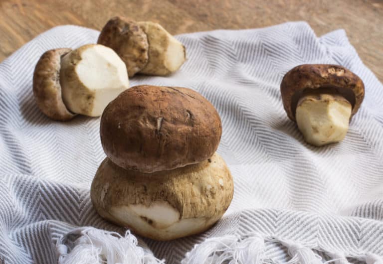 Foraging and Cooking King Bolete Mushrooms