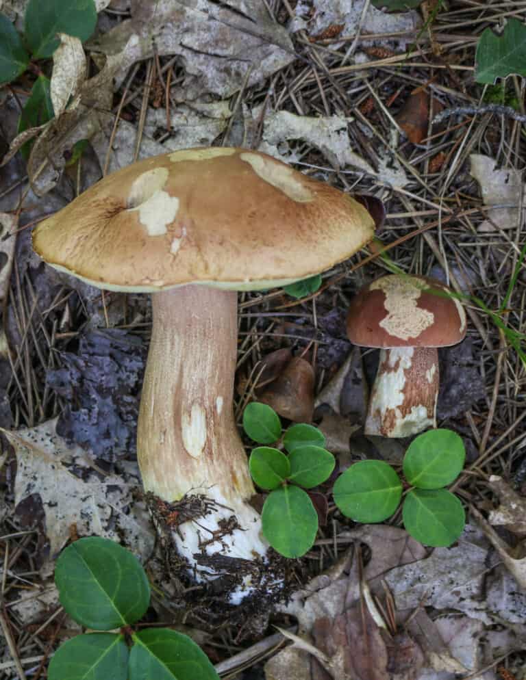 Foraging and Cooking King Bolete Mushrooms