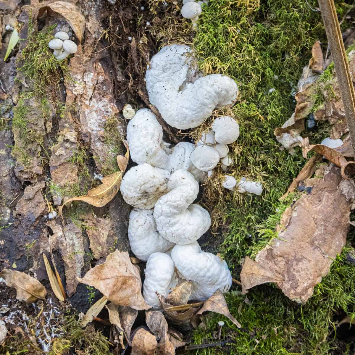 Aborted and non-aborted Entoloma abortivum or shrimp of the woods