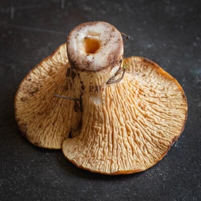 Turbinellus floccosus 2 Chanterelle Mushrooms