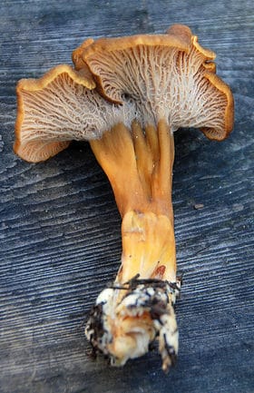 Yellow foot chanterelle