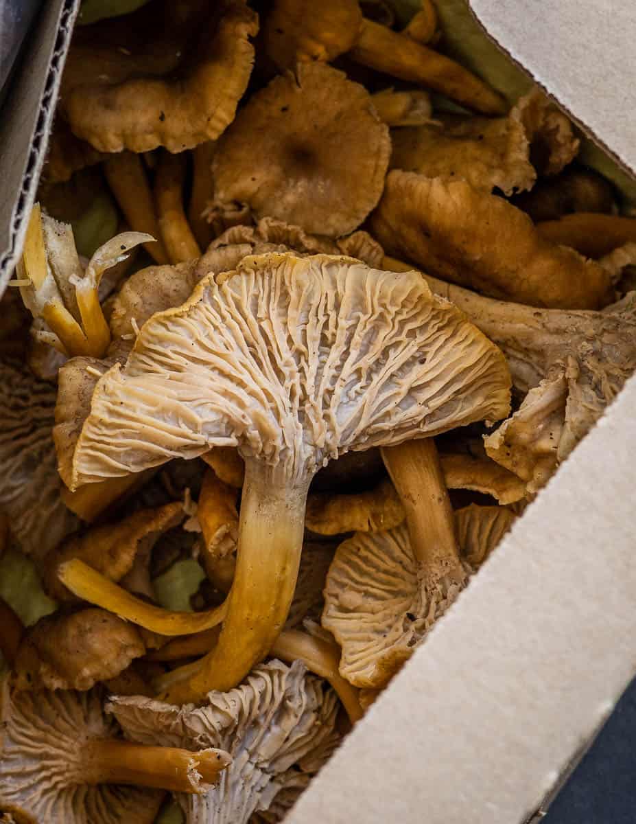 Yellowfoot chanterelles (2)