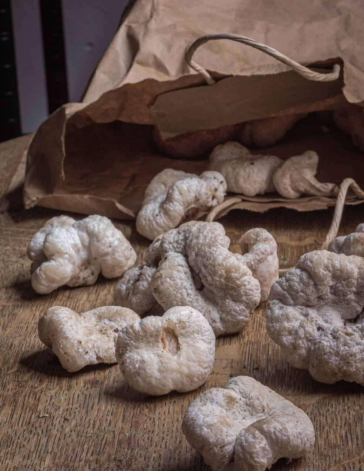 aborted entoloma mushrooms being dumped out of a paper bag. 