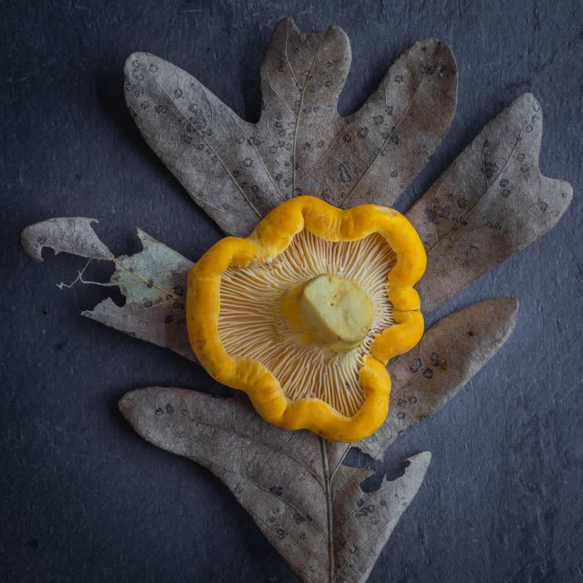 Minnesota golden chanterelle on a white oak leaf