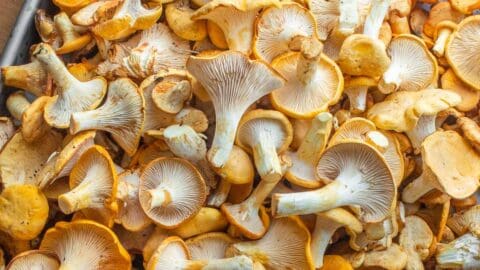 wild chanterelle mushrooms