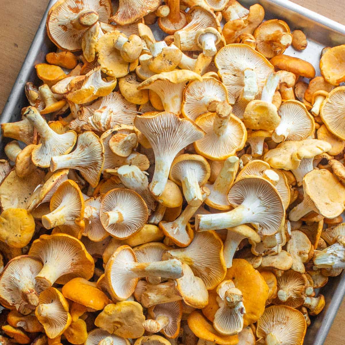 Guide to Golden Chanterelle Mushrooms Forager Chef