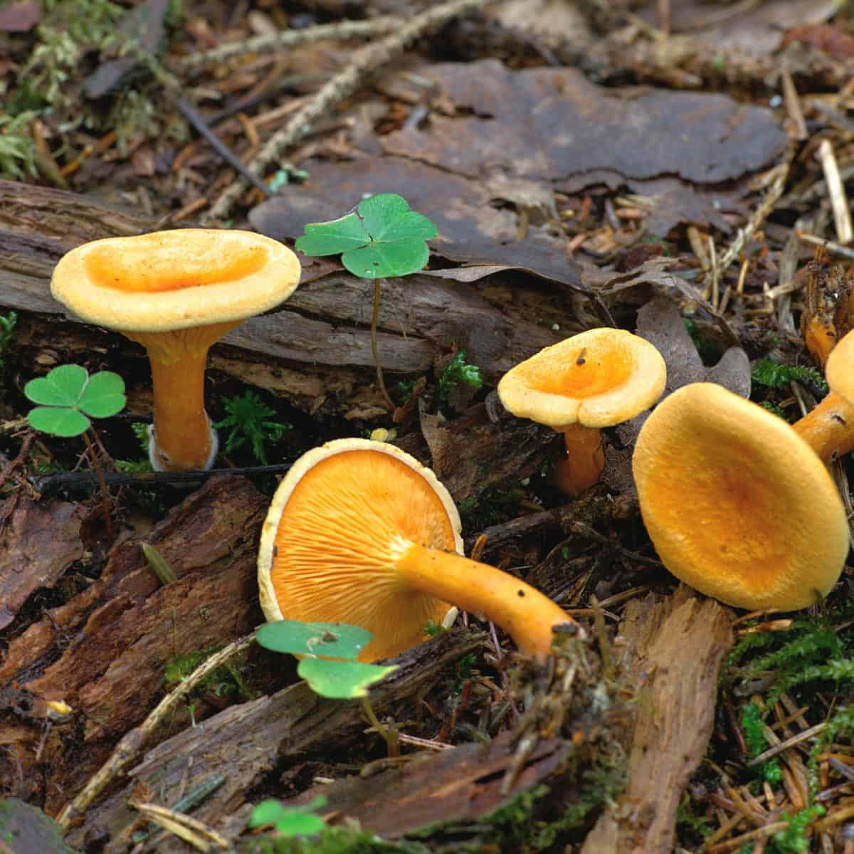 false chanterelle Chanterelle Mushrooms