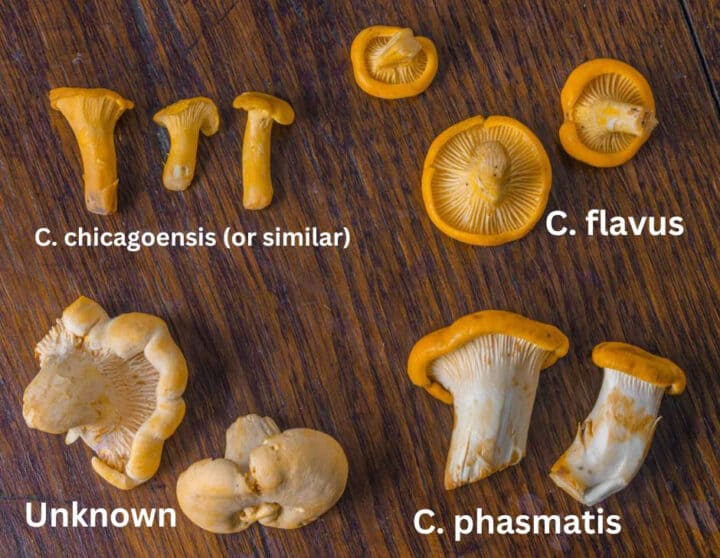 Guide to Golden Chanterelle Mushrooms Forager Chef
