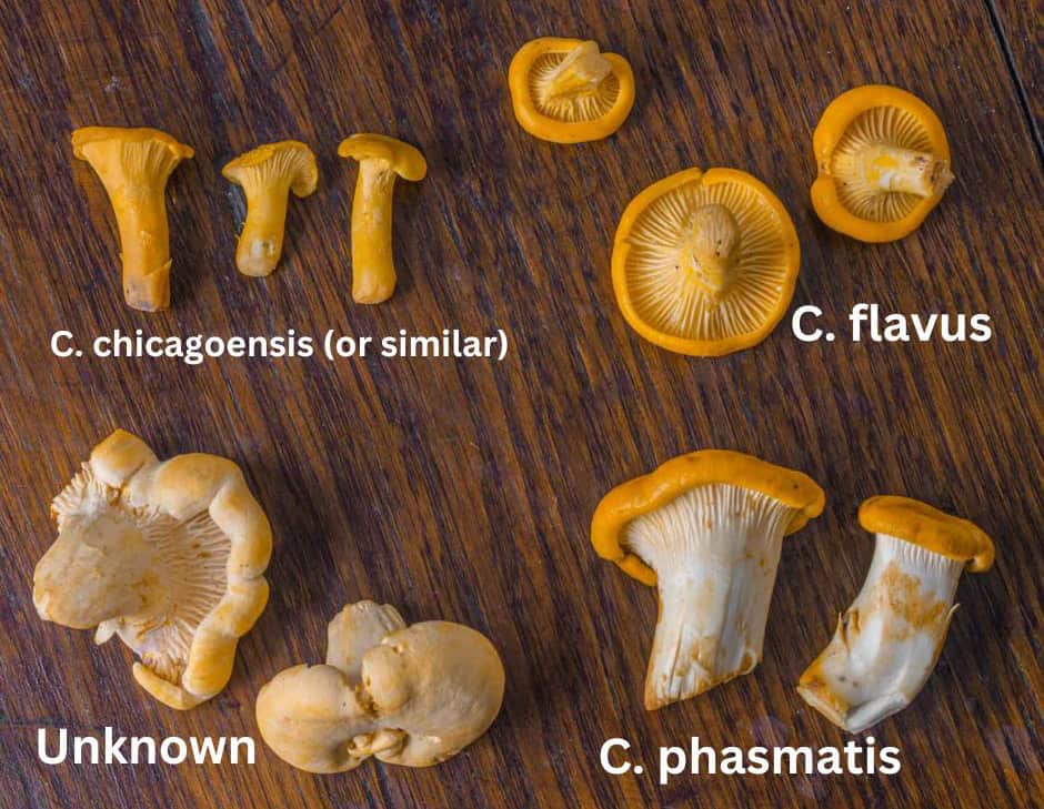 Four different chanterelle species from Minnesota