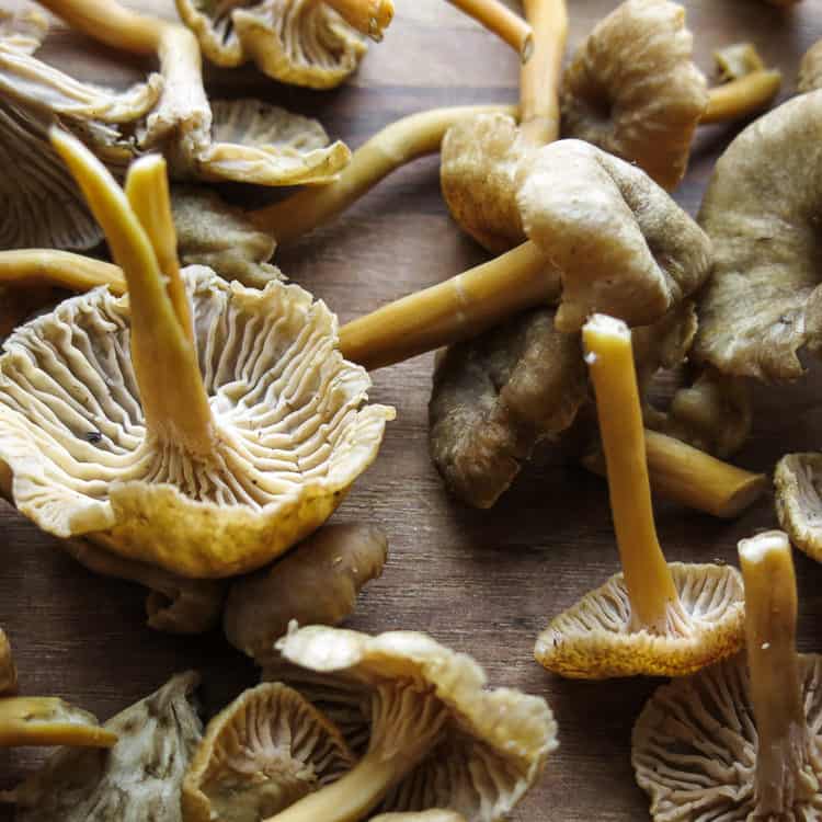 yellowfoot chanterelle mushrooms or craterellus tubaeformis