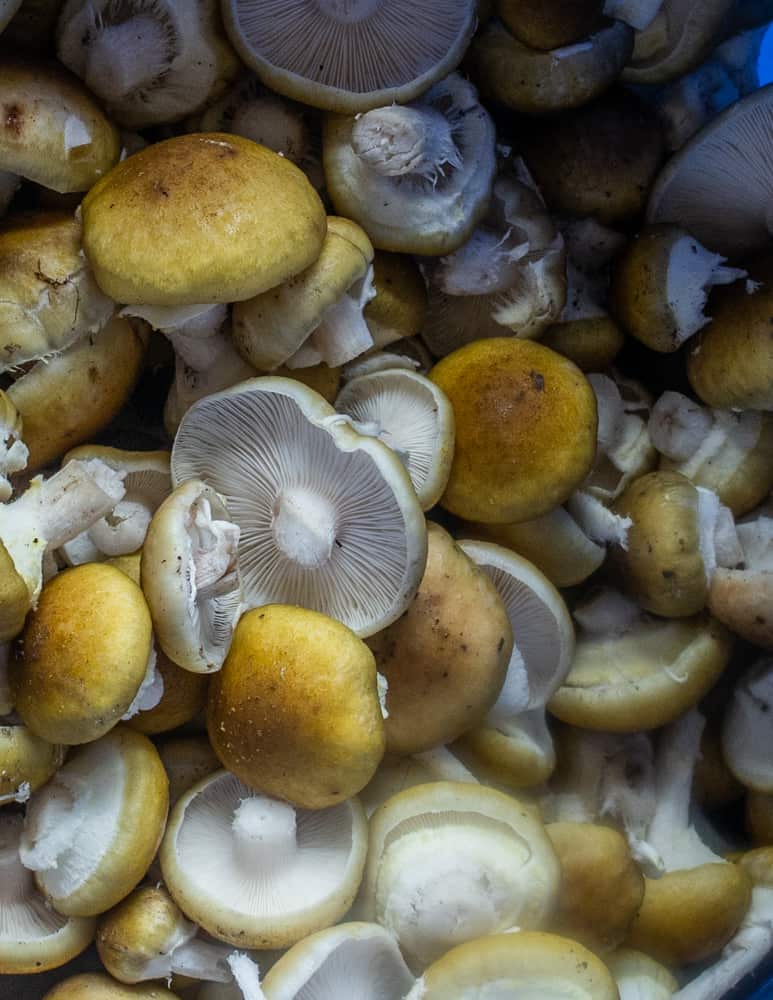 Bucket full of honey mushrooms