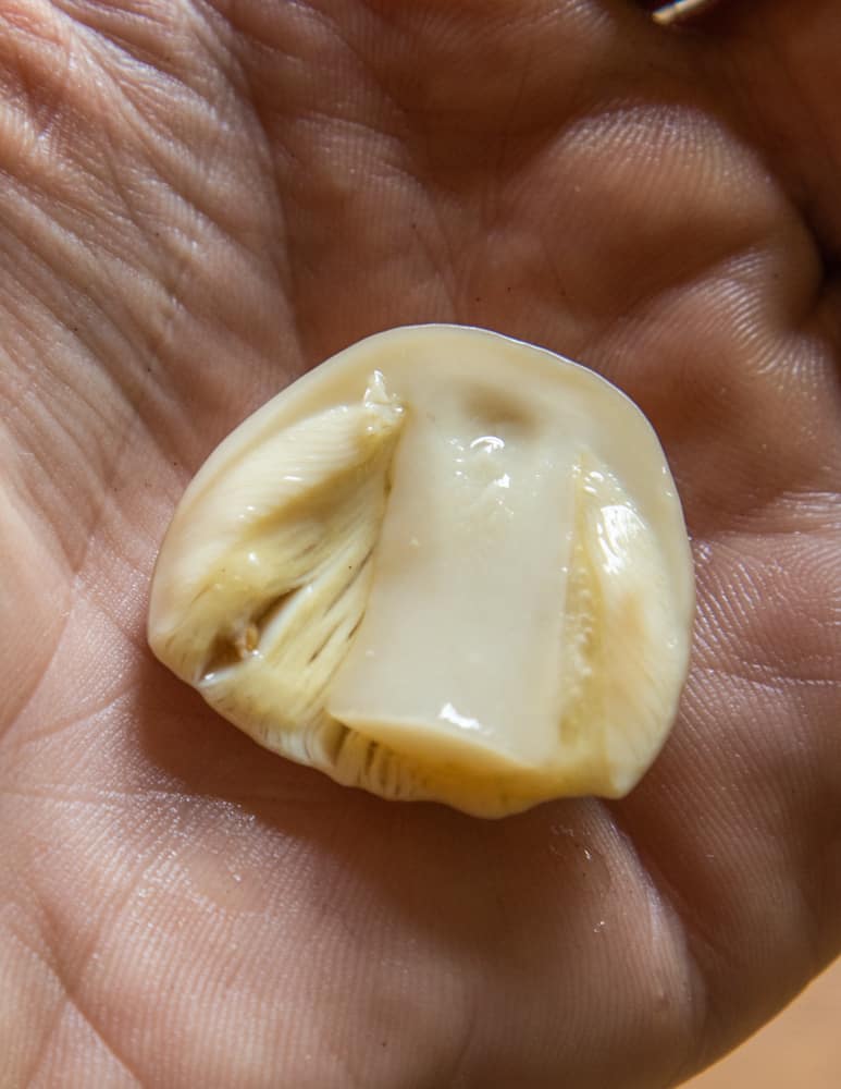 Very small muscaria or amanita mushroom cap