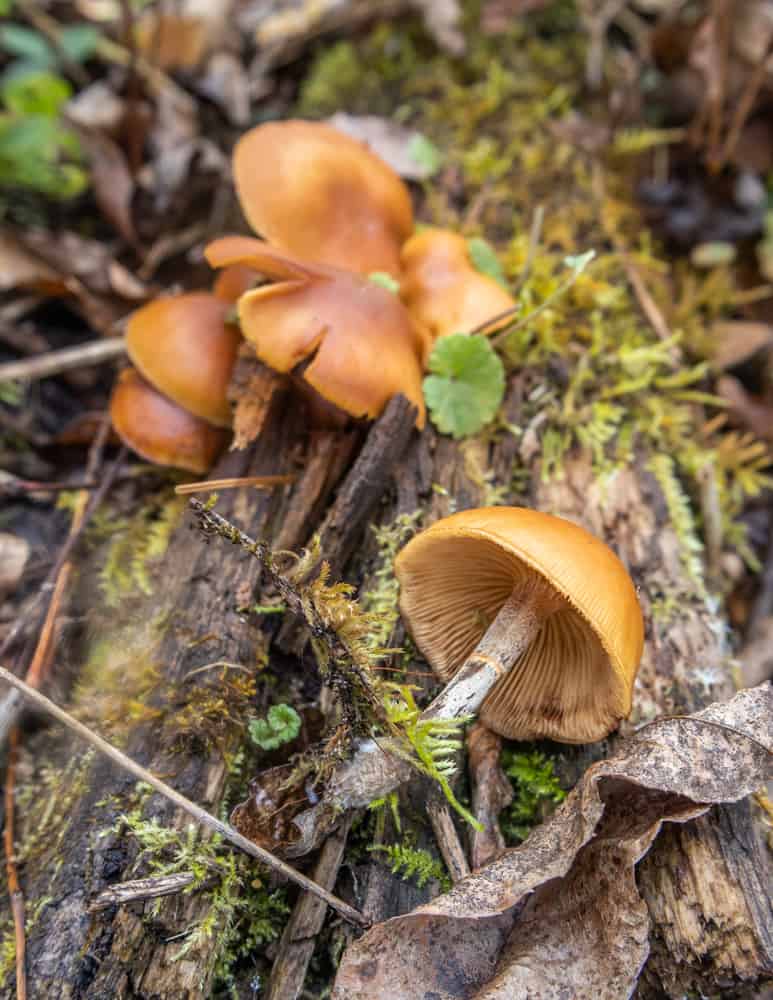 Deadly galerina marginata, the funeral bell 