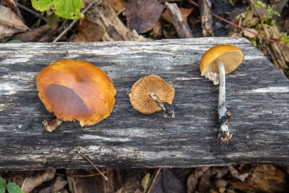 Deadly galerina marginata, the funeral bell