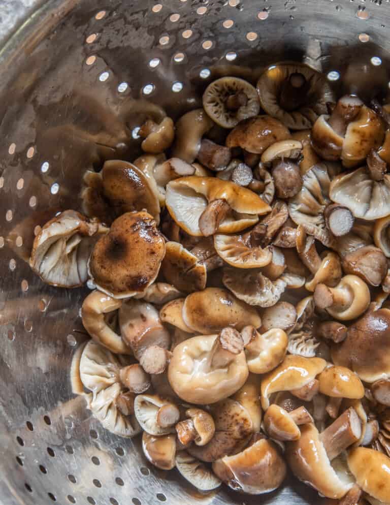 Hunting and cooking honey mushrooms, honey fungus, or Armillaria mellea