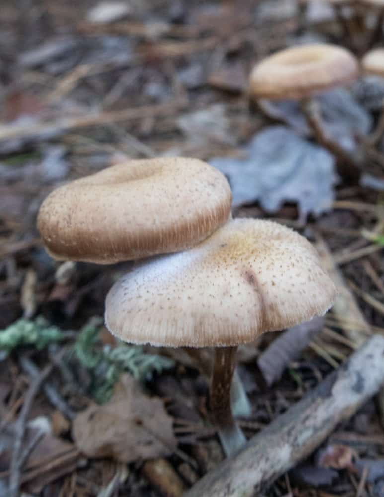 Conifer honey mushrooms showing natural spore print