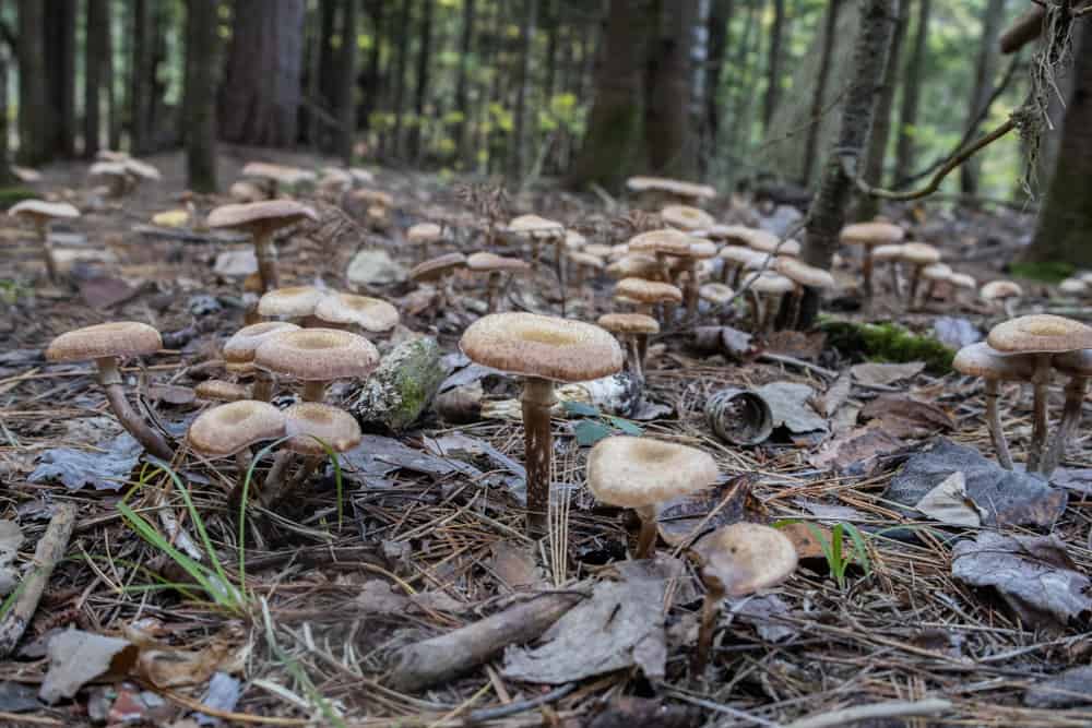 Conifer honey mushrooms