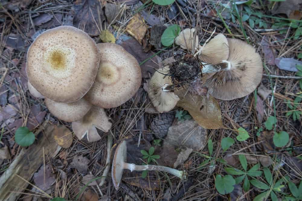 Conifer honey mushrooms