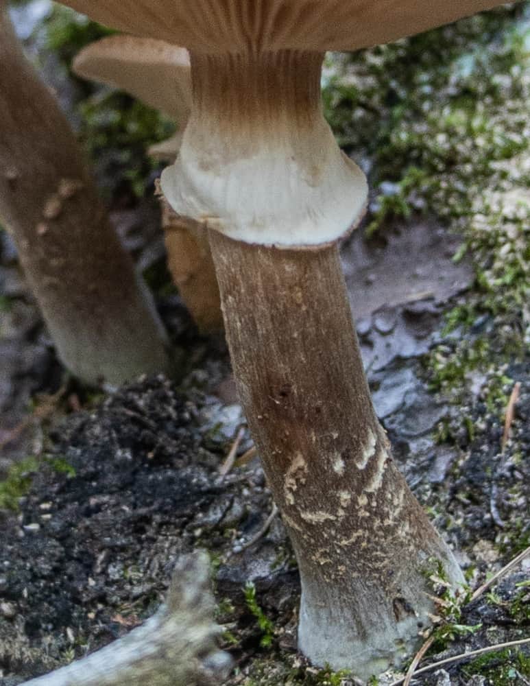 Honey mushroom stem close up