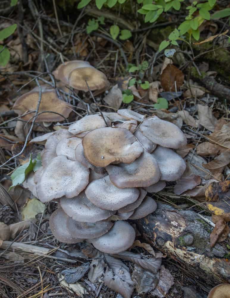 Mature honey mushrooms showing natural spore print