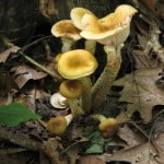 honey mushrooms pidpenky minnesota wild mushrooms
