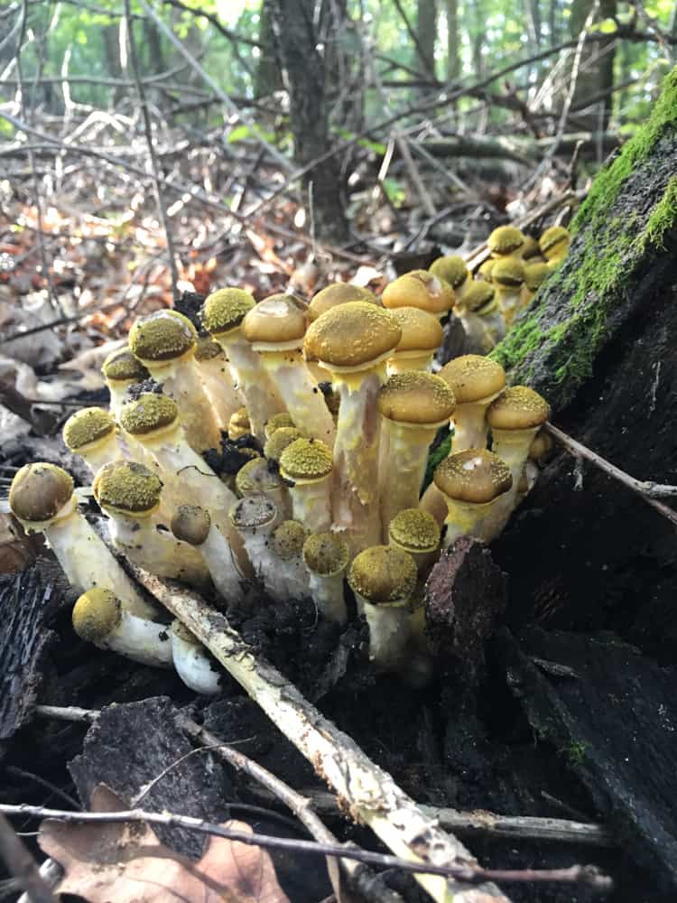 ringless honey mushroom