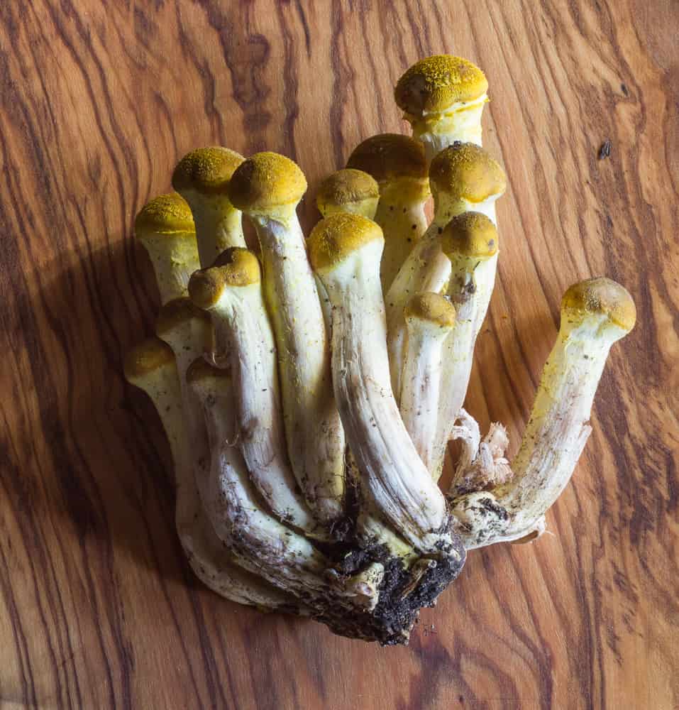 Honey Mushrooms, Armillaria mellea 