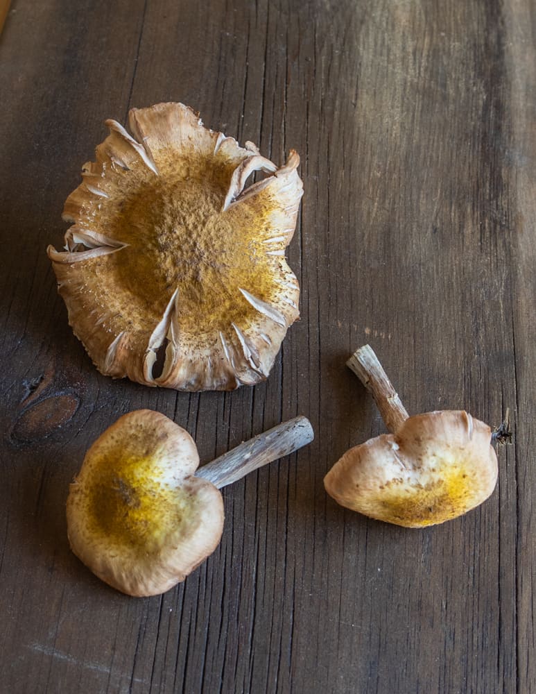 Variation in the size and shape of honey mushrooms
