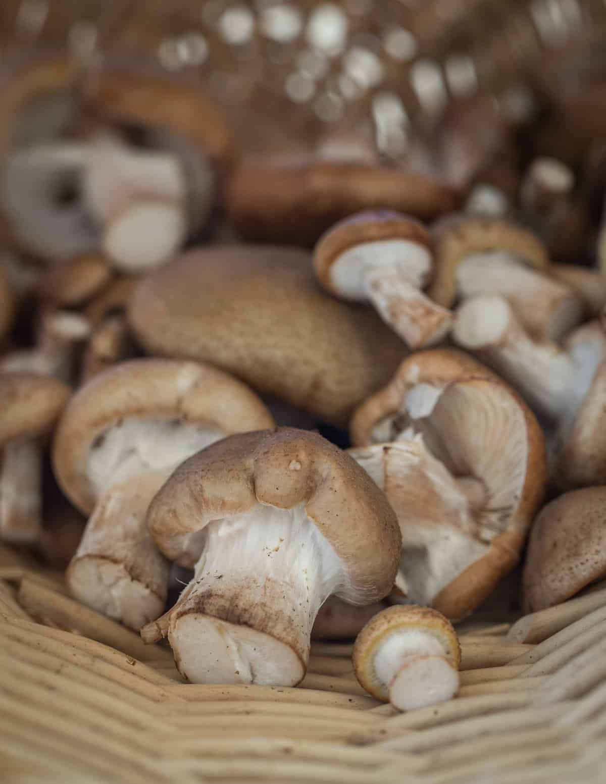 Conifer honey mushrooms or Armillaria gallica