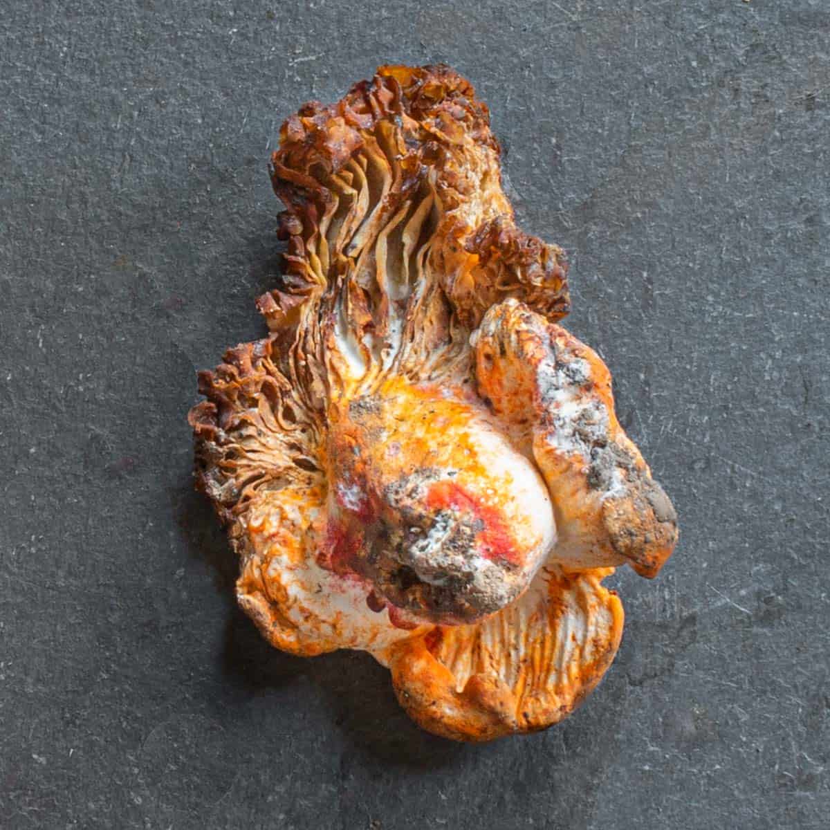 how to make lobster mushrooms