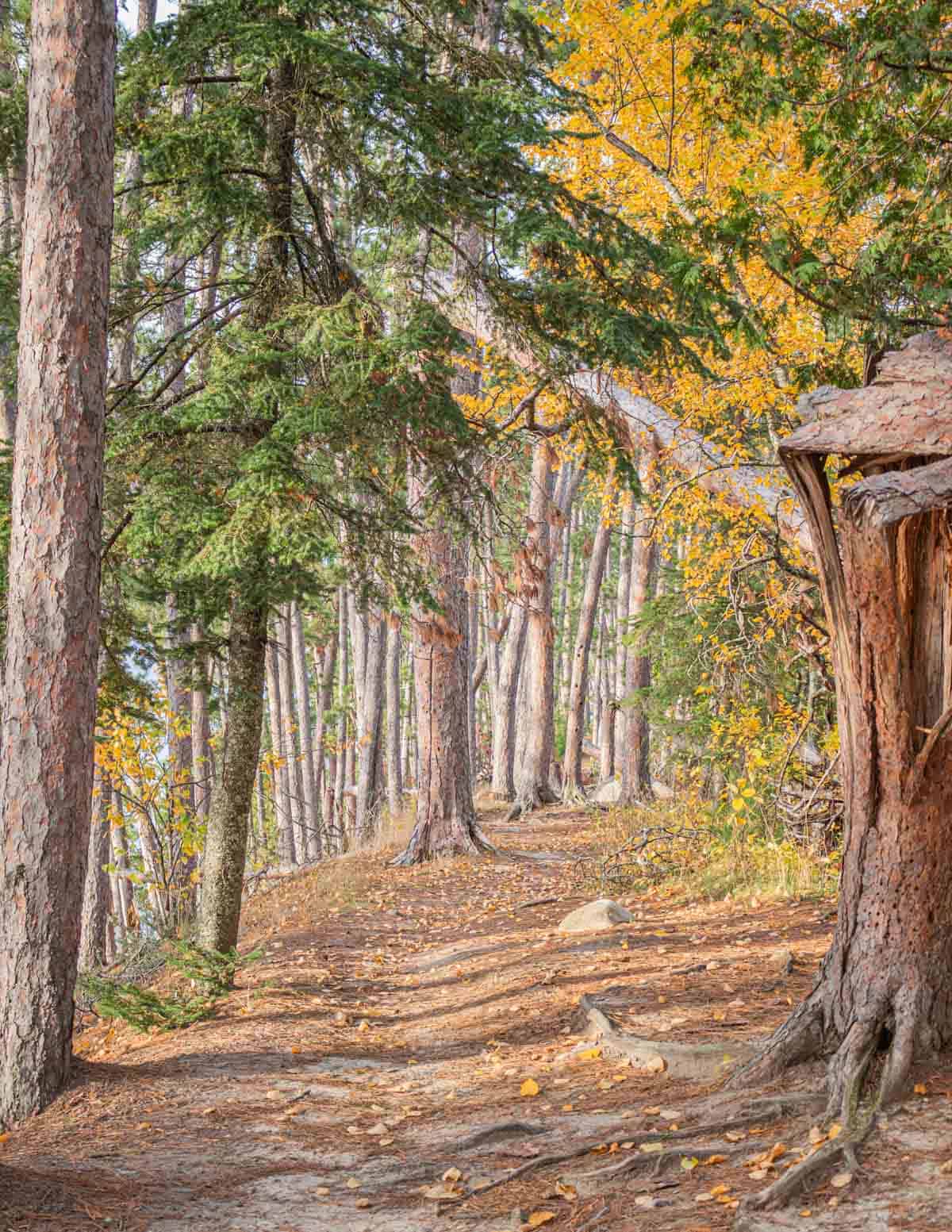 red pine and aspen trees in a mixed hardwood forest.