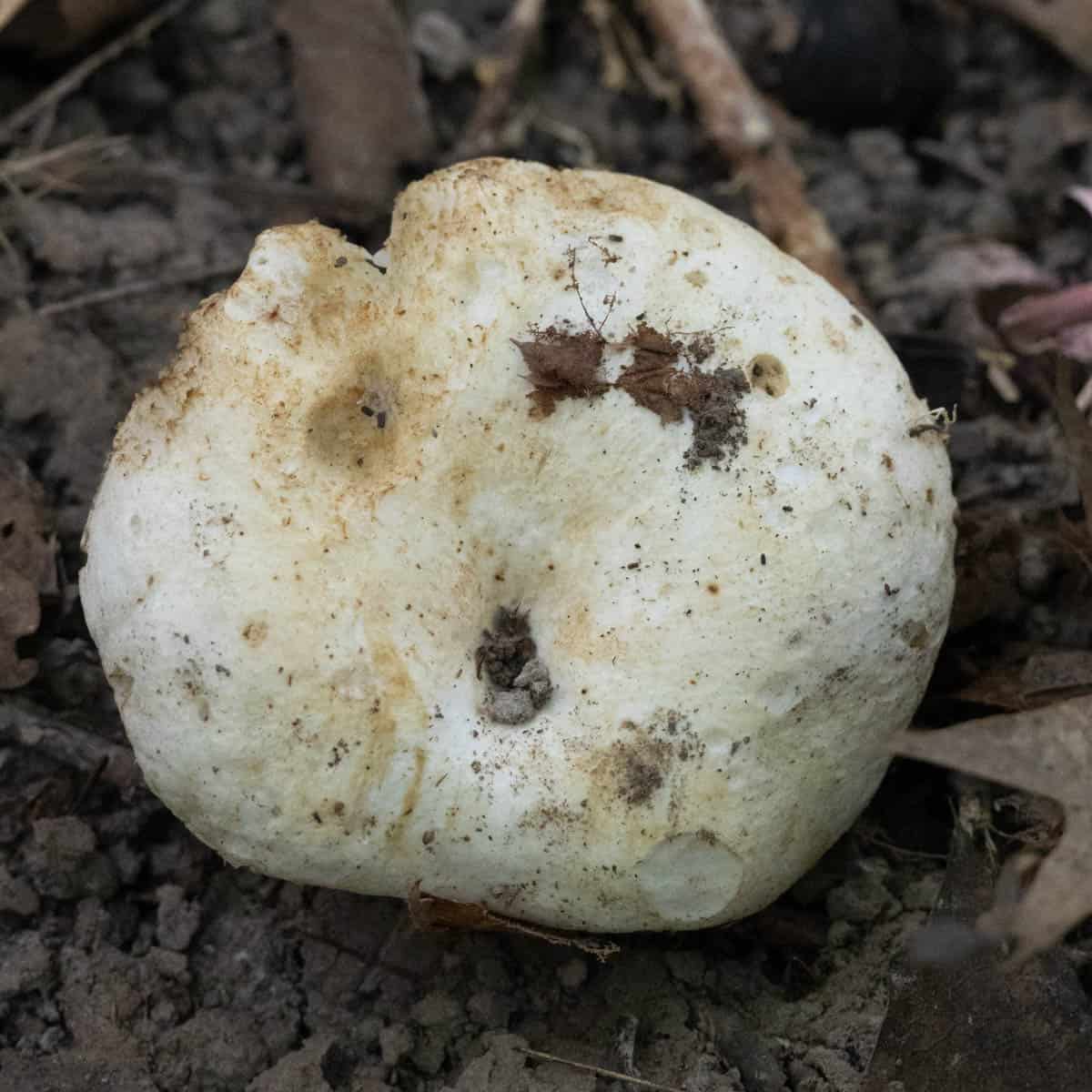 white russula mushroom showing the cap.