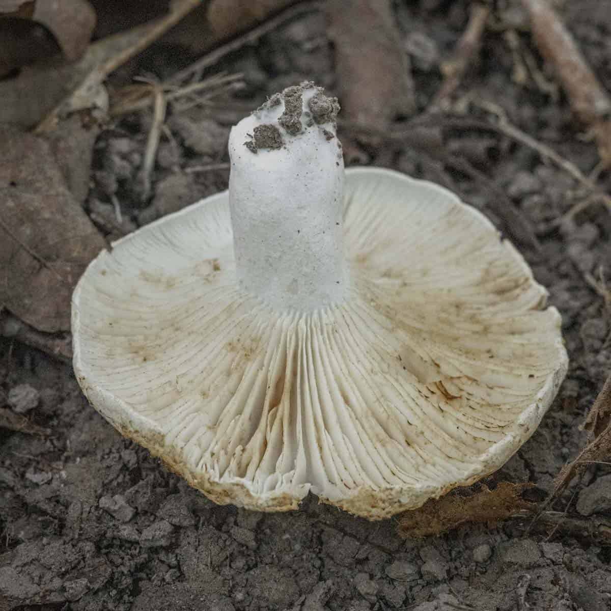 White russula brevipes mushroom showing gills.