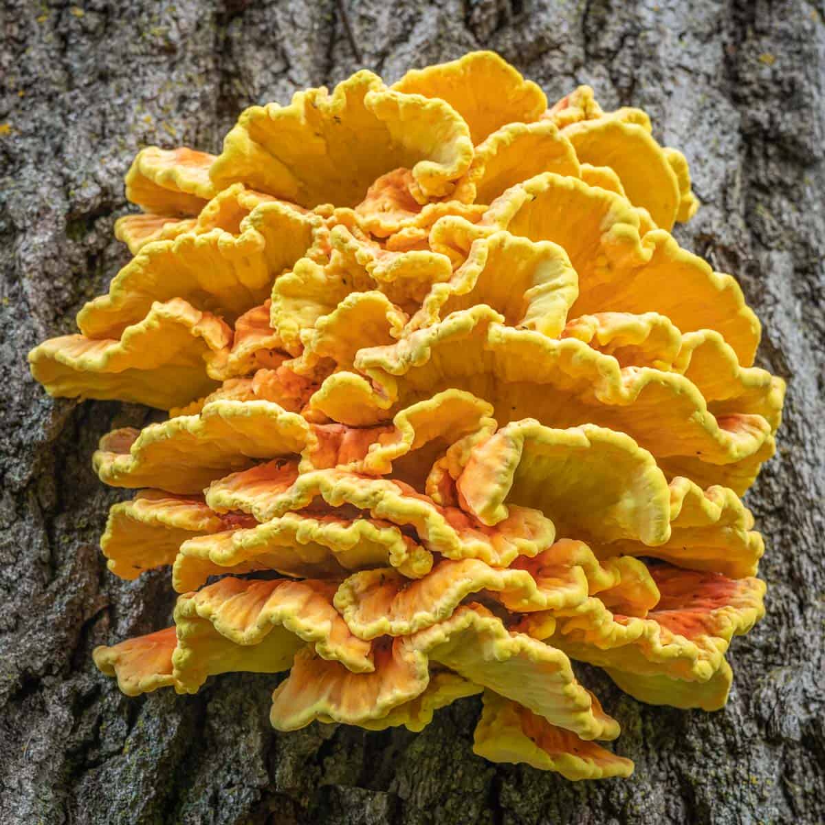 chicken of the woods chicken mushroom laetiporus sulphureus