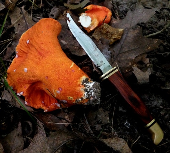 lobster mushroom 1