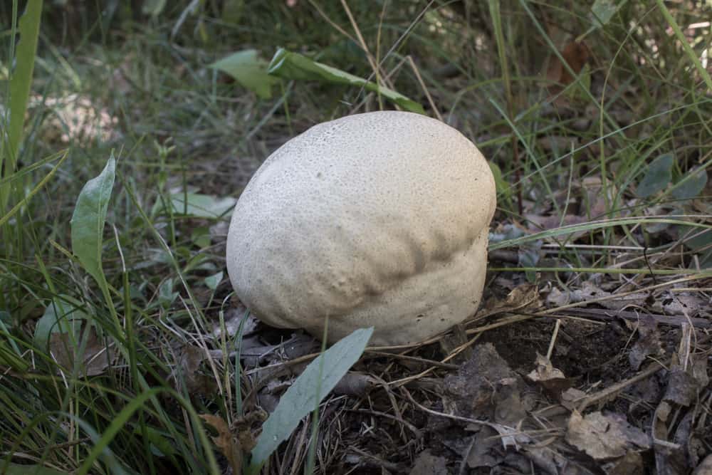 Skull cap puffball mushroom calvatia craniiformis