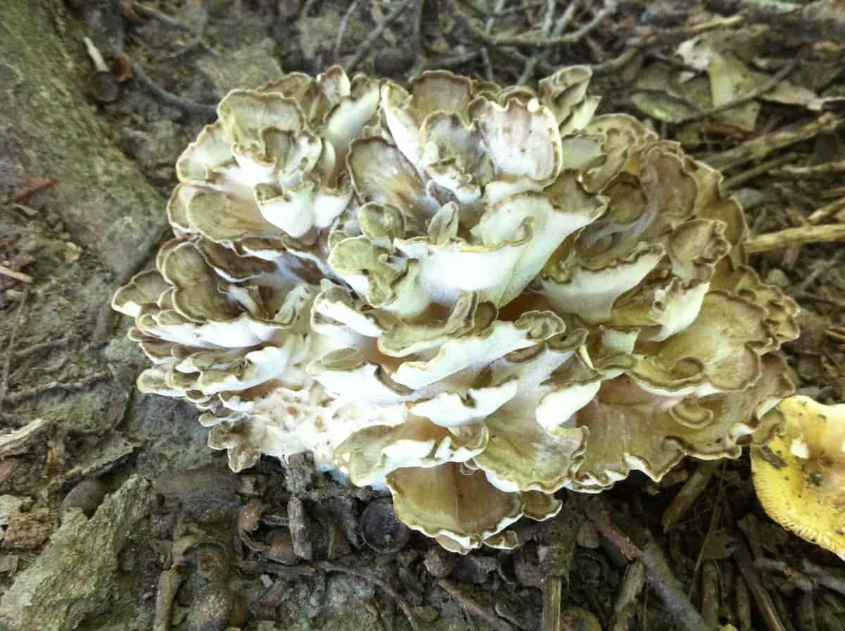 Hunting and cooking hen of the woods mushrooms, maitake, or grifola ...