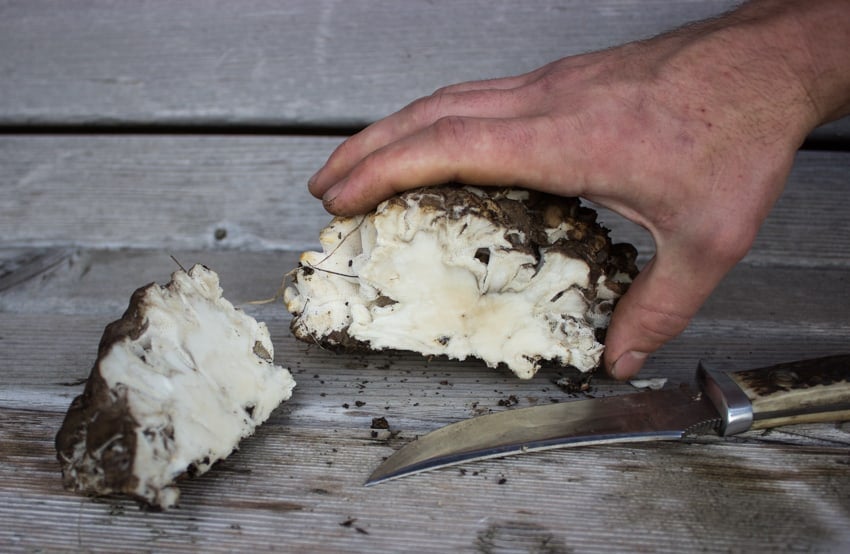 bonderzewia hen of the woods look alike